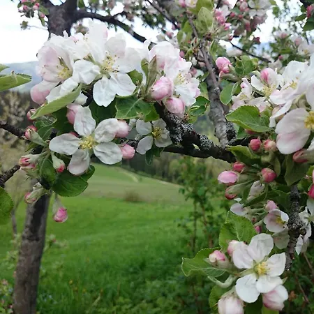 Bio-bauernhof Kurzeck Göstling an der Ybbs