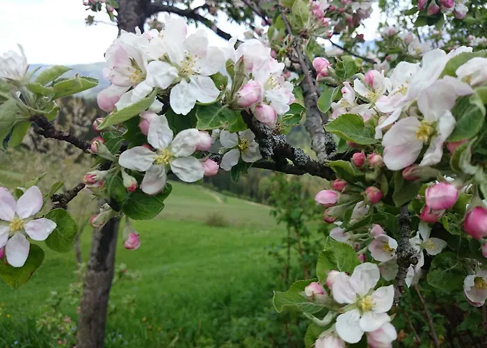Bio-bauernhof Kurzeck Göstling an der Ybbs